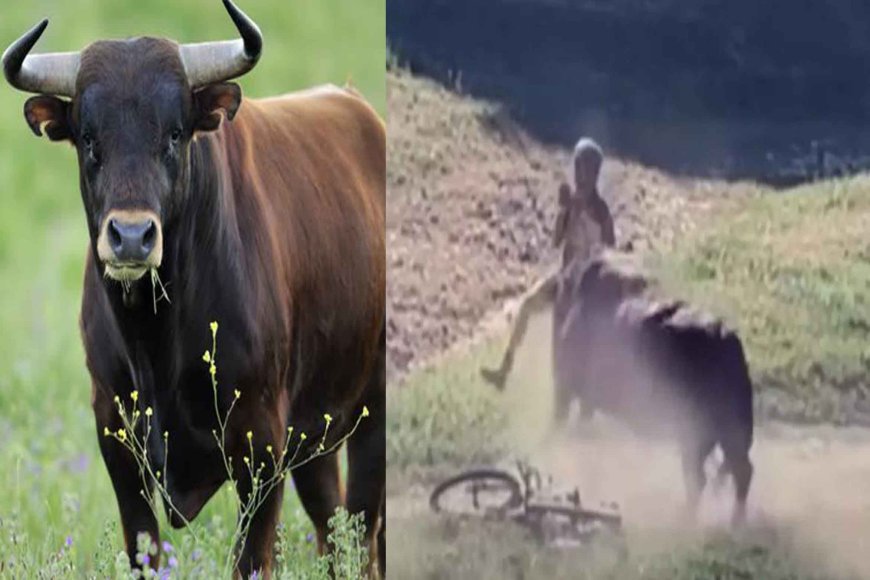 किसान पर किया सांड ने हमला, पेट फाड़कर निकाली आंत