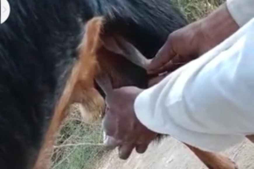 अनोखा बकरा : बकरा दूध देता है जानकर हैरान है सब लोग