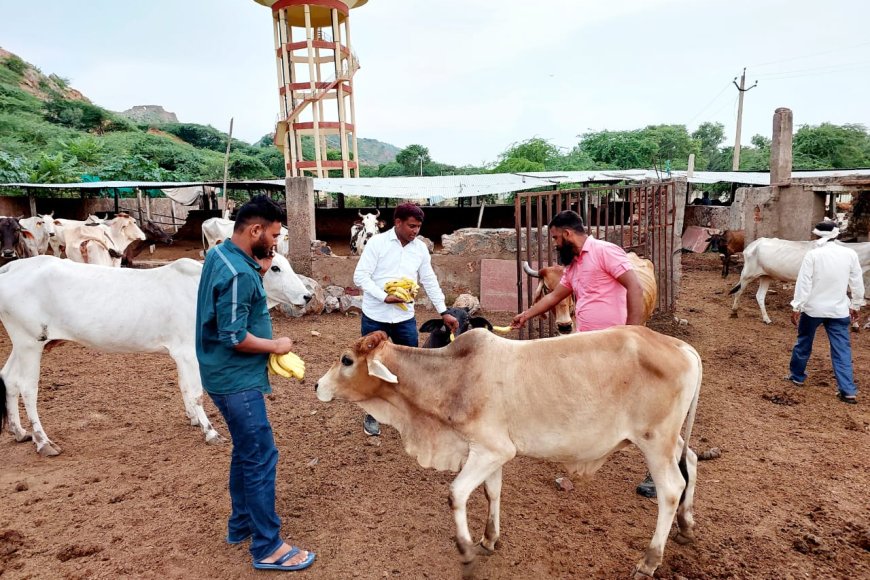 भाजपा नेता व सर्व समाजसेवी समय सिंह जाटव ने अलीपुर गौशाला का किया निरीक्षण