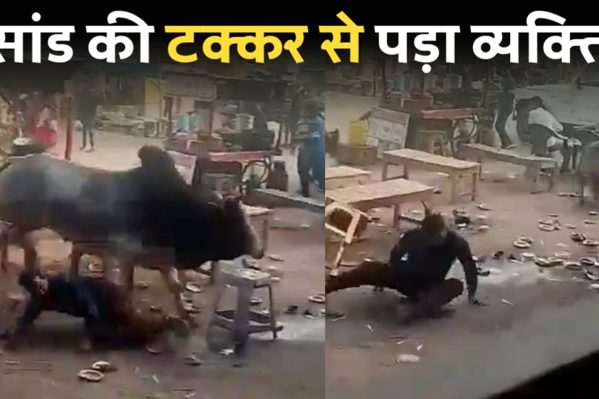 Akhilesh Yadav: सांड की टक्कर से व्यक्ति गिरा, हो रही थी दो सांडो में लड़ाई
