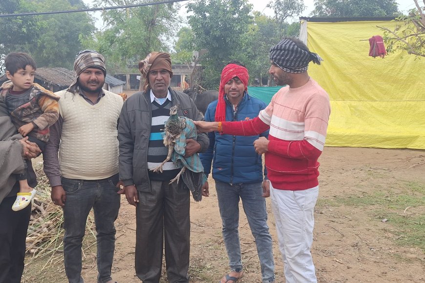 सपोटरा : घायल मोर को भाजपा नेता ने जानवरों से बचाया, वन विभाग को किया सुपुर्द