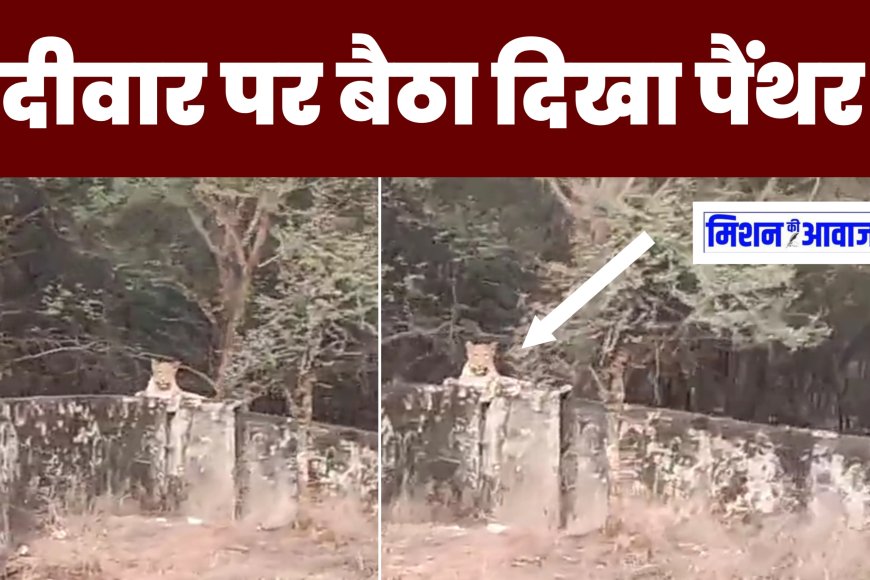 सपोटरा - नारौली डांग में दिखा पैंथर, दीवार पर बैठा दिखा पैंथर, आस पास के इलाकों में दहशत