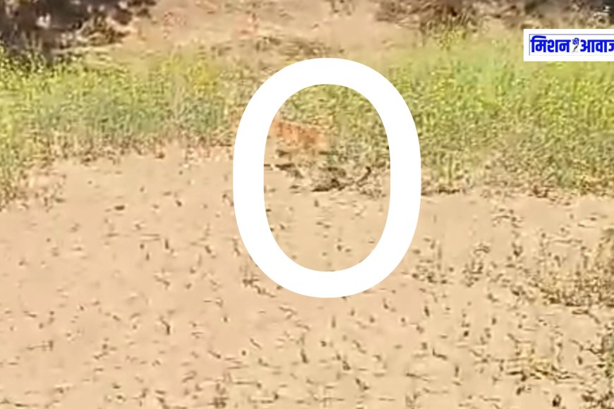 मंडरायल - कैमकच्छ गांव पहुंचा पैंथर का शावक, वन विभाग की टीम ने कैलादेवी के जंगलो में छोड़ा