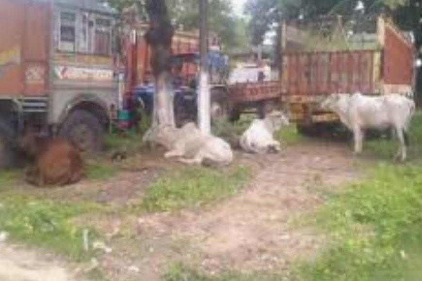 धौलपुर में पशु तस्करी का भंडाफोड़: 8 तस्कर गिरफ्तार, 39 मवेशी मुक्त