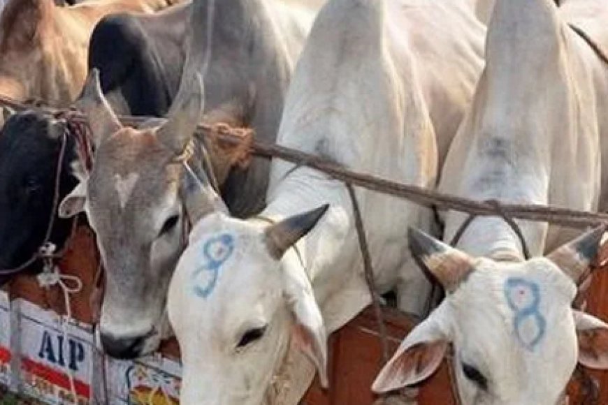 कैथवाड़ा पुलिस ने गौ-तस्कर को किया गिरफ्तार, दो महिलाएं मौके से फरार