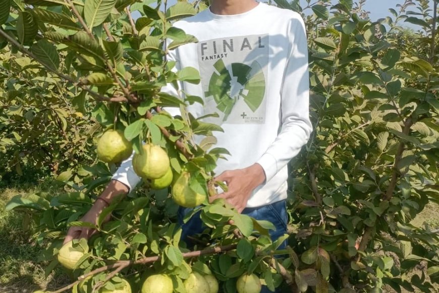 कोटा - बारिश के मौसम में भी अमरूद की खेती फायदे का सौदा