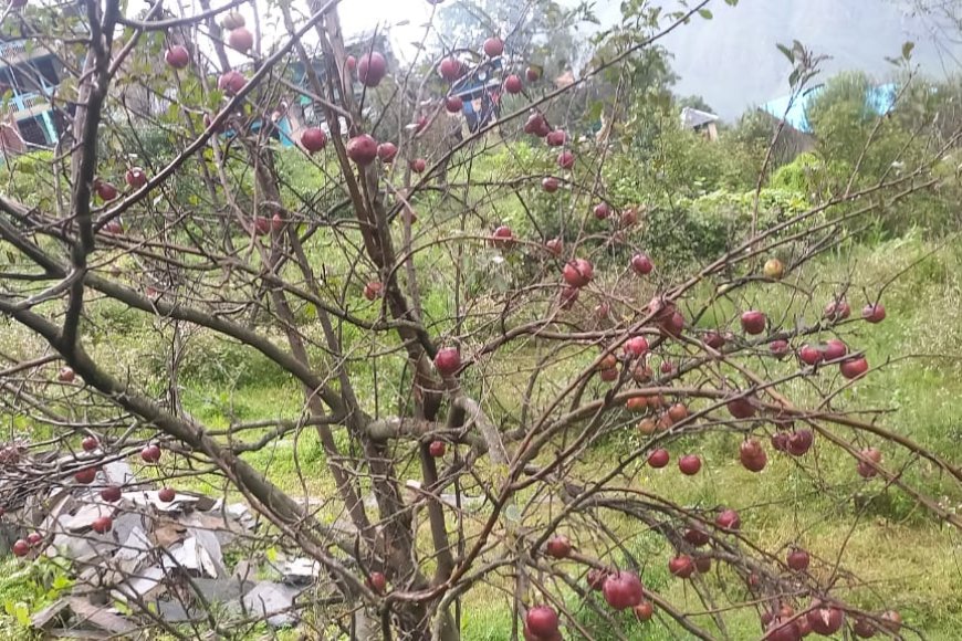 बिलासपुर : भरमौर के बागवानों का सेब बगीचों व घरों में सडने को हुआ मजबूर